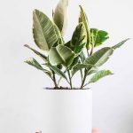 Haworthia – IMTG-indoor-plant